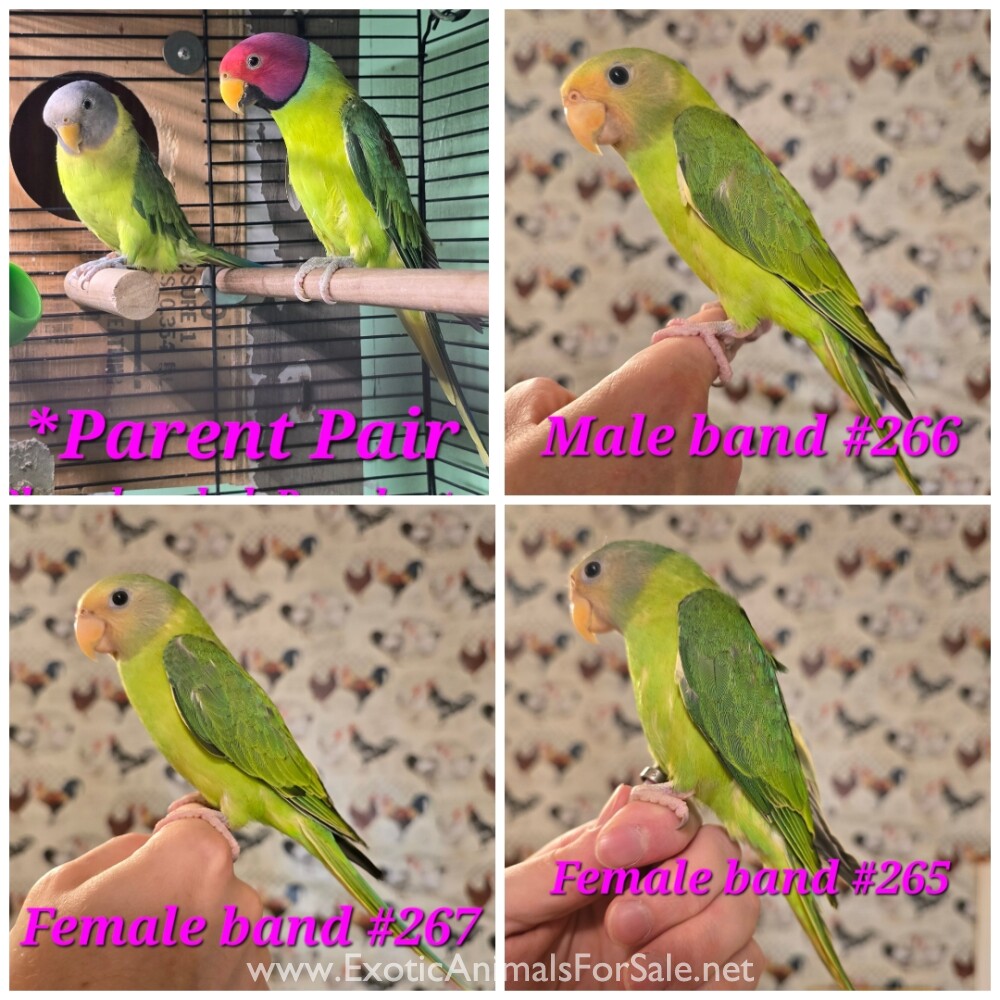 Birds for Sale