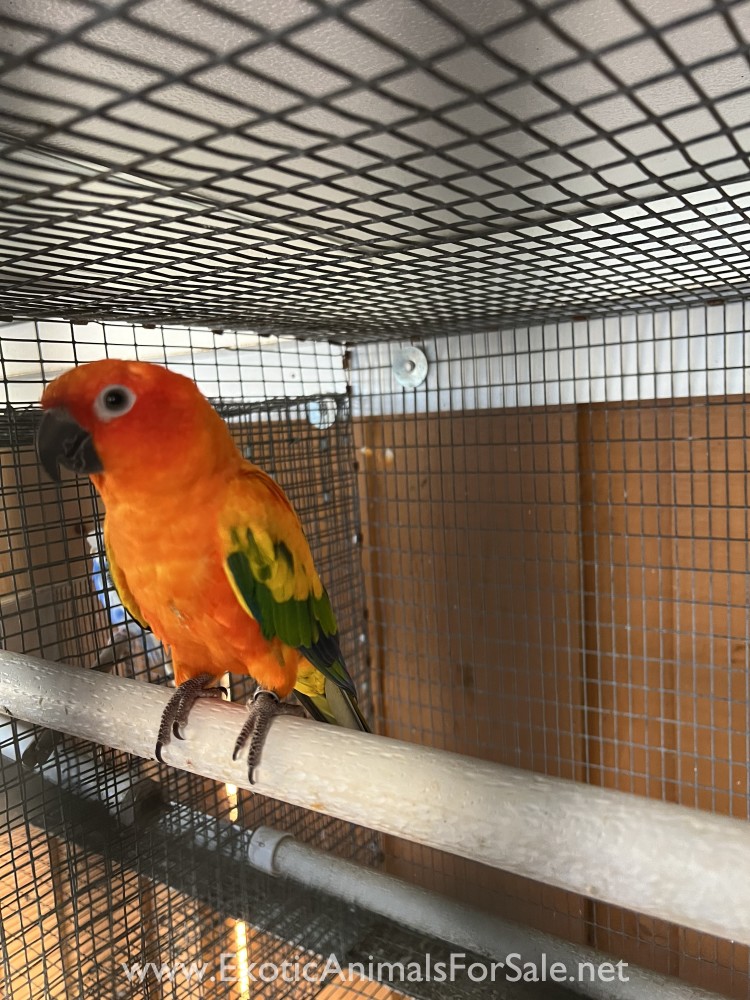 Red Factor Sun Conures for Sale