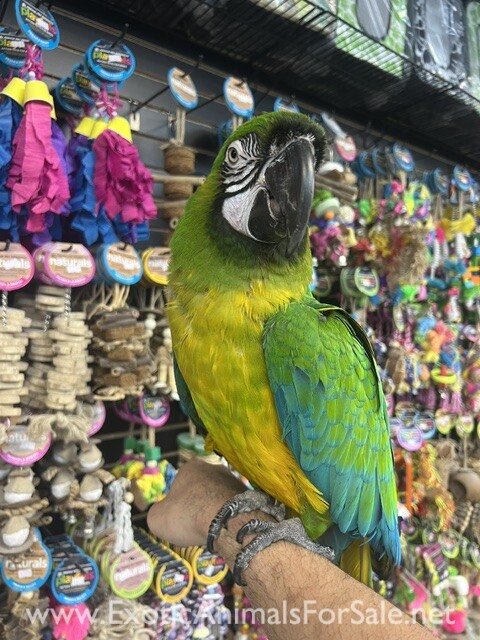 Macaw