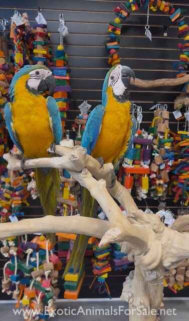 Macaw