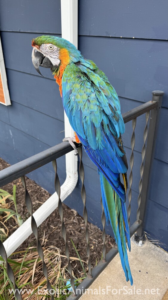 Macaw