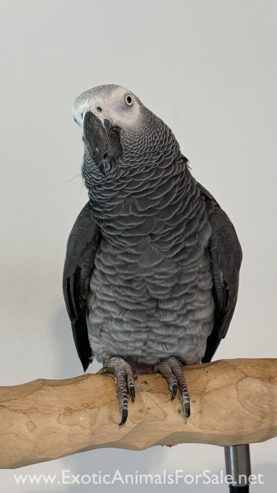 African Grey