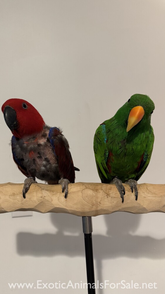 Eclectus
