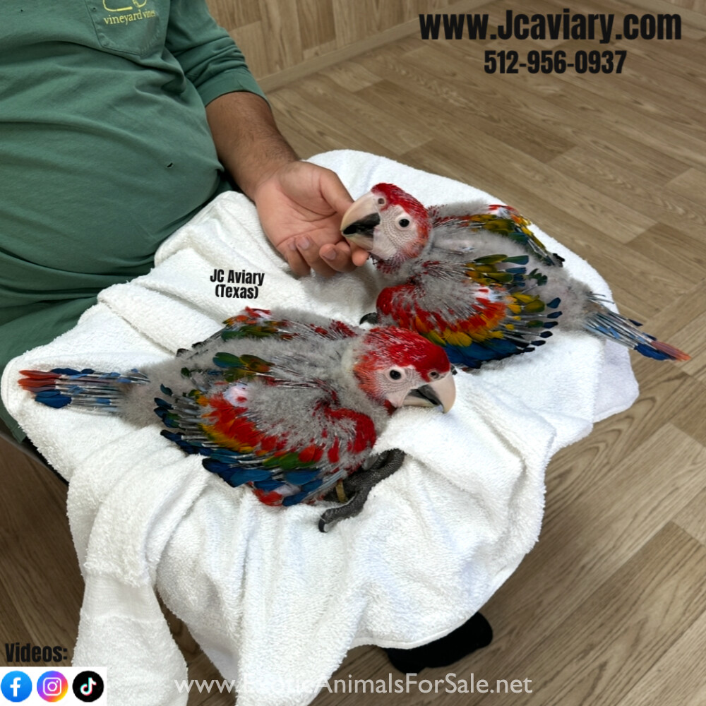 Ruby Macaw For Sale